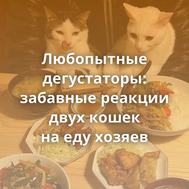 Любопытные дегустаторы: забавные реакции двух кошек на еду хозяев