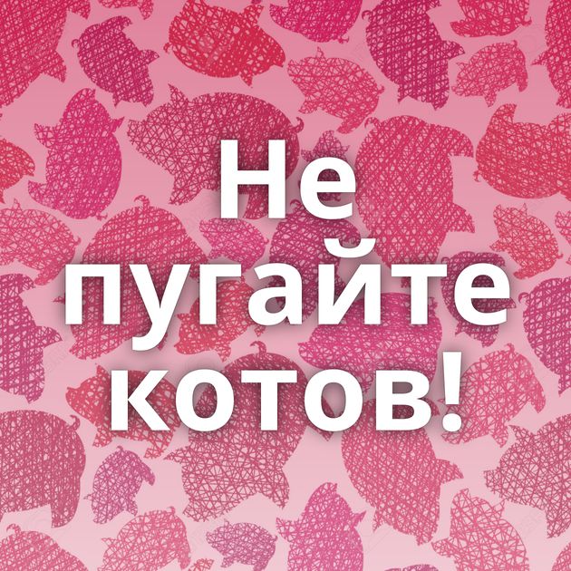 Не пугайте котов!