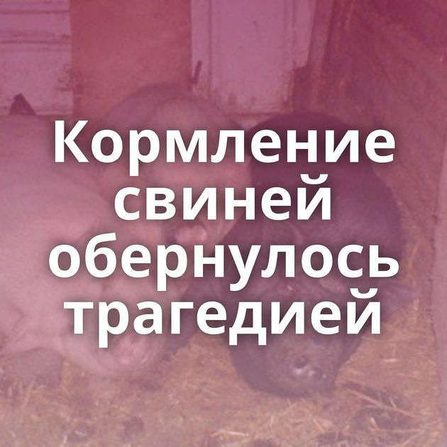 Кормление свиней обернулось трагедией