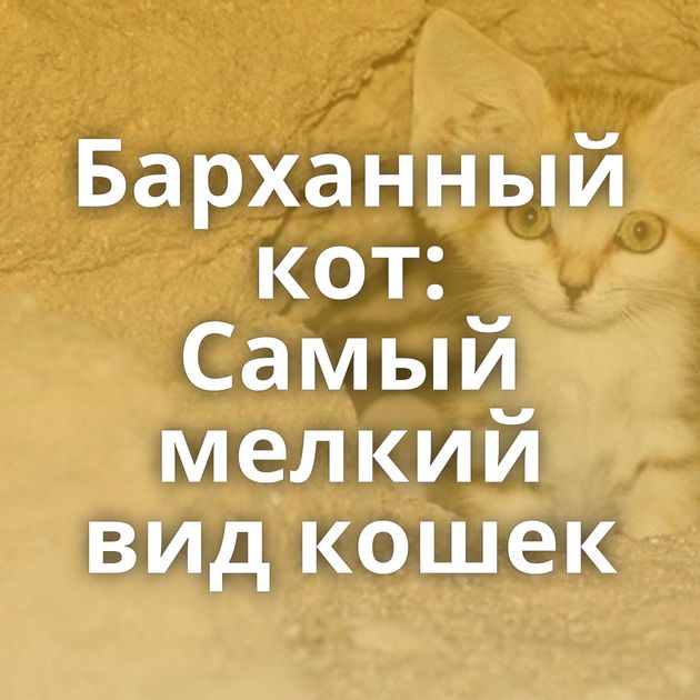 Барханный кот: Самый мелкий вид кошек