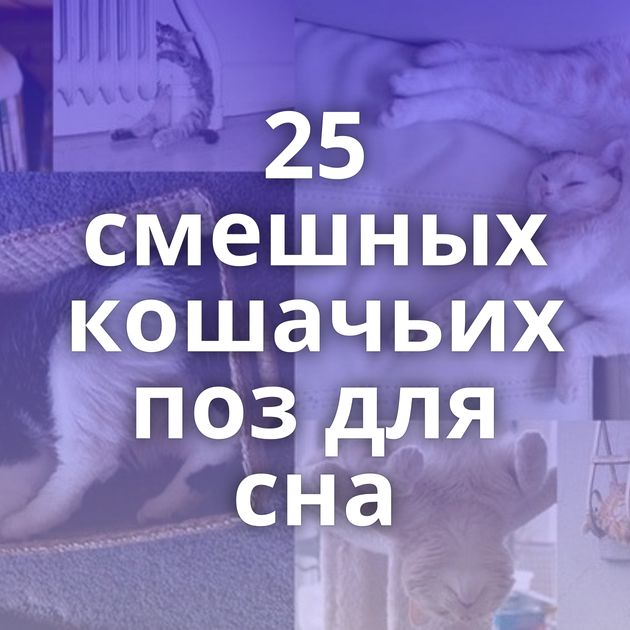 25 смешных кошачьих поз для сна