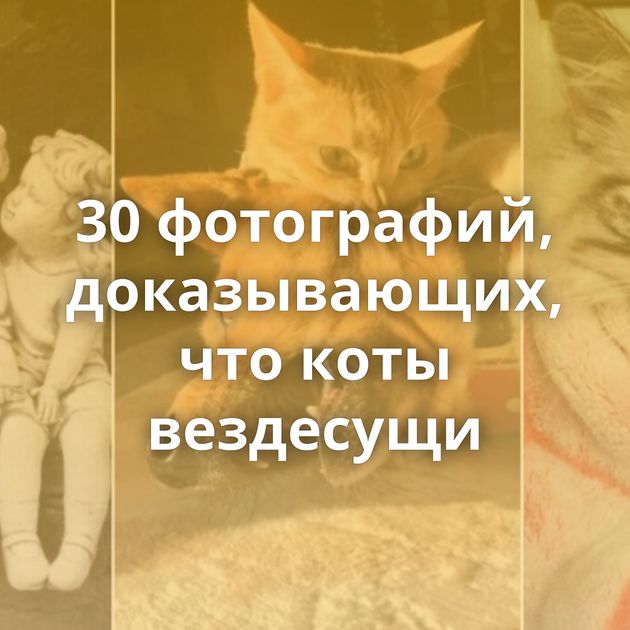 30 фотографий, доказывающих, что коты вездесущи