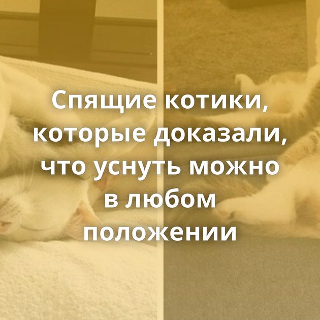 Спящие котики, которые доказали, что уснуть можно в любом положении