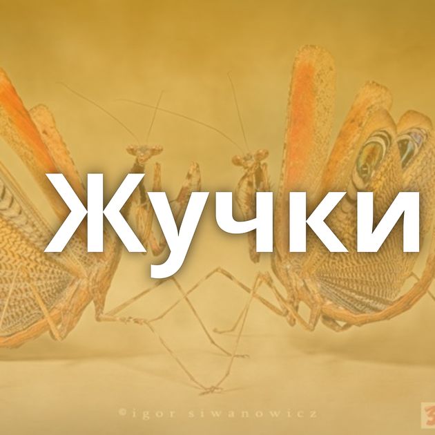 Жучки