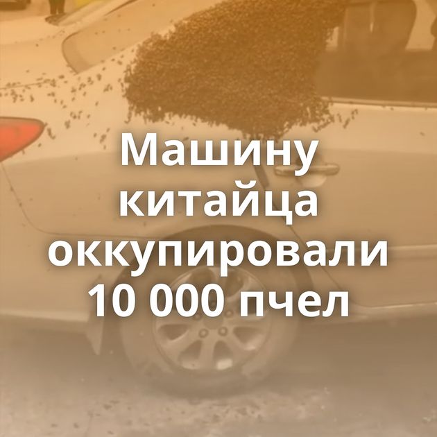 Машину китайца оккупировали 10 000 пчел