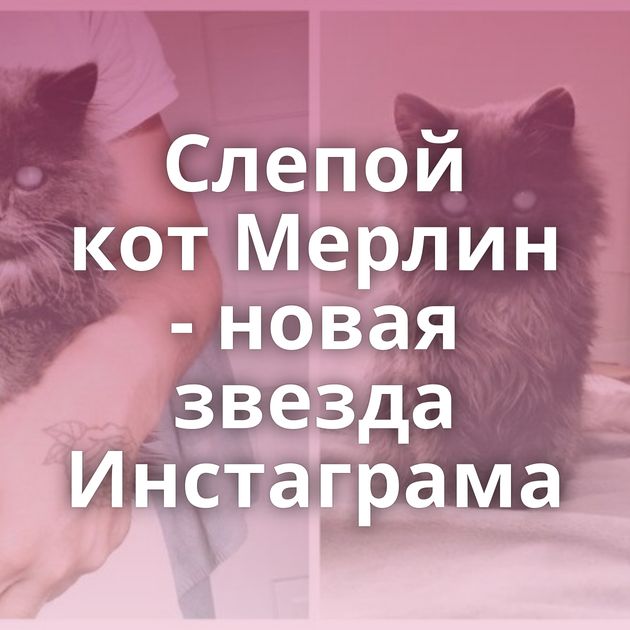Слепой кот Мерлин - новая звезда Инстаграма