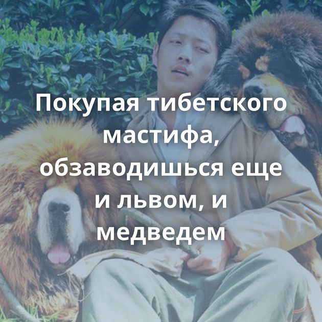 Покупая тибетского мастифа, обзаводишься еще и львом, и медведем