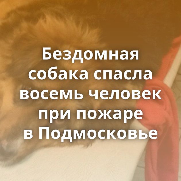 Бездомная собака спасла восемь человек при пожаре в Подмосковье