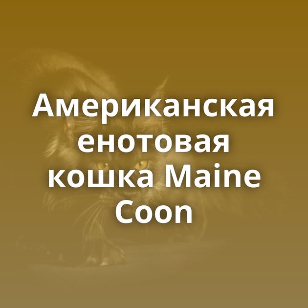 Американская енотовая кошка Maine Coon