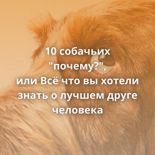10 собачьих 