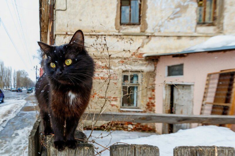 Подобрала кошку улицы. Кошка на улице. Уличная кошка. Городские коты. Кошки на улицах города.