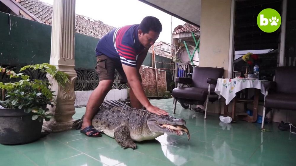 Крокодил свинья. Домашние животные в Индонезии. Игзотические питомец живые.