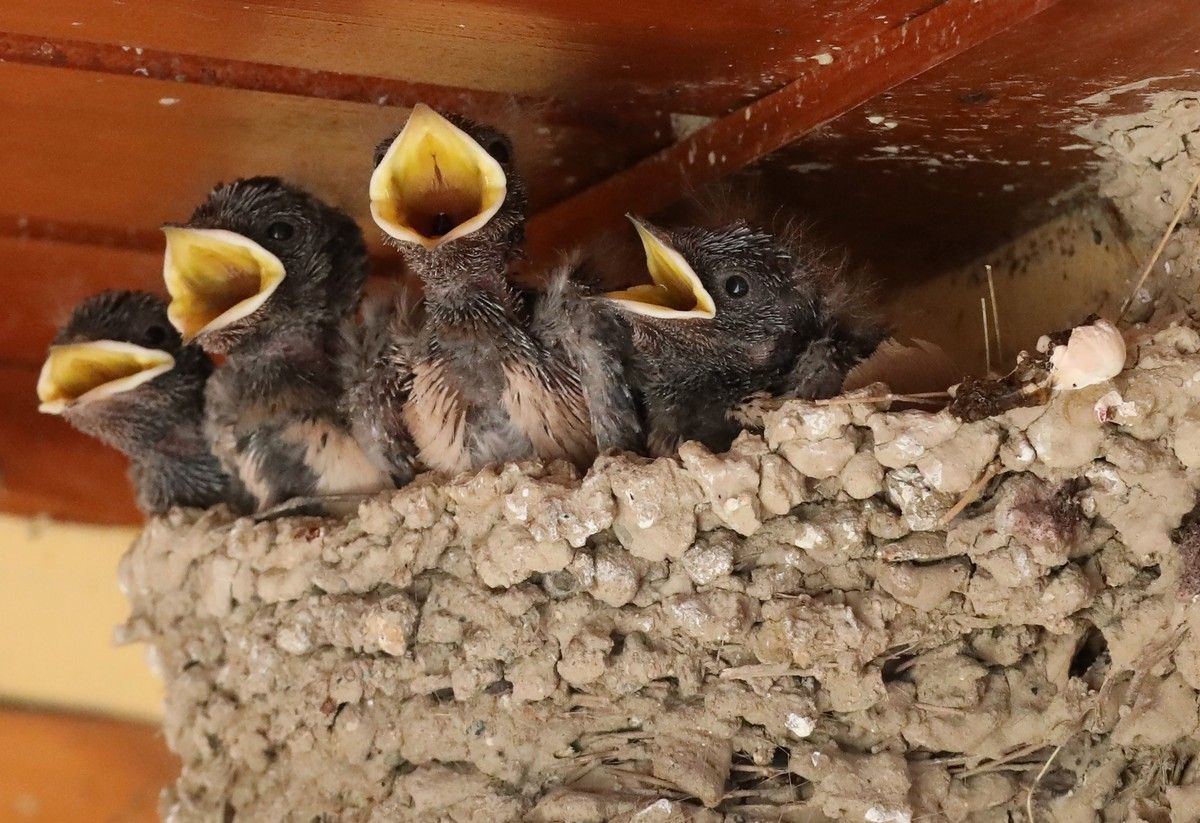 Ласточка живет в гнезде. Гнездо ласточки. Гнездо ласточки под крышей. Ласточка фото. Гнездо ласточки фото.