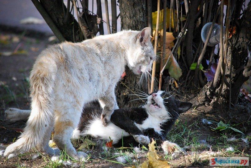 Кошки дерутся между собой. Кошки дерутся. Драка кошек. Драка котов. Кошачьи бои.