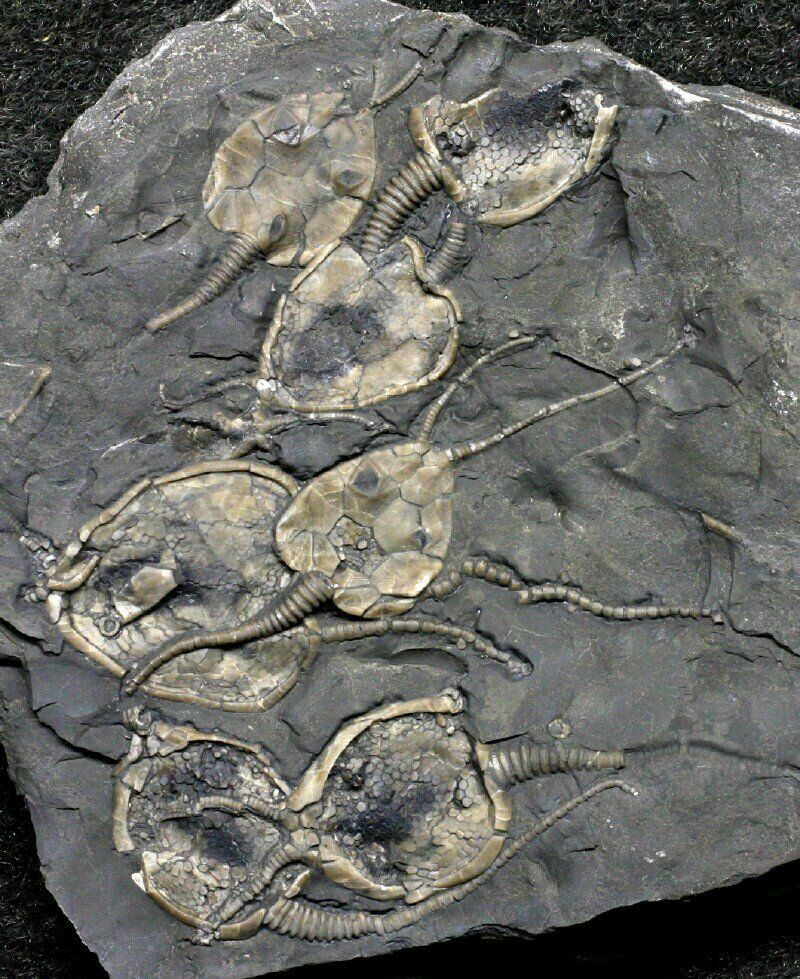 400 млн лет назад какая. Палеонтология окаменелости. Fossil окаменелости. Окаменелости ордовикского периода. Ордовикского окаменелости окаменелости периода.